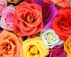 roses