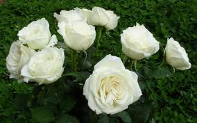white roses