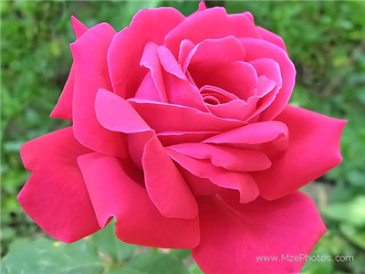 deep pink rose