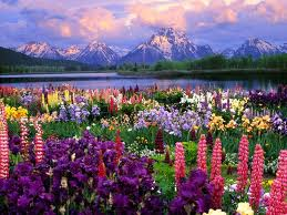 Flower garden