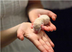 Animal Babies