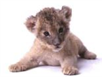 Miniwildzone