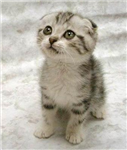 Cute Animal