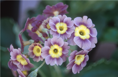flower purple