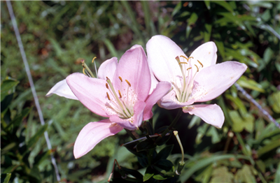 mooie bloem