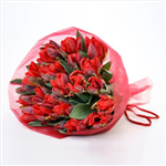Tulip