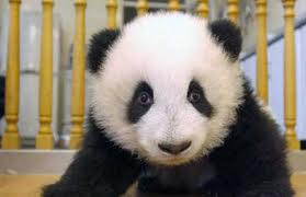 Sevimli Panda
