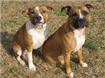 Staffy