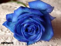 Flowers ! ! !
