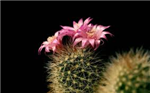 Catus
