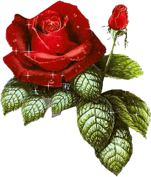 Rose for you