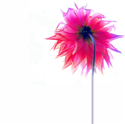 Simple Flower
