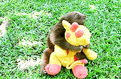 Huging sloth