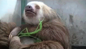 Sleeping Sloth