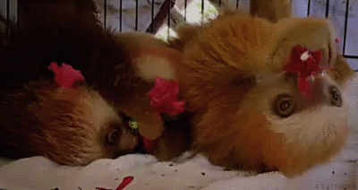 Flower Sloths