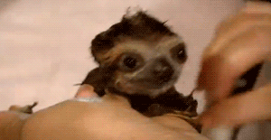 Bath Sloth