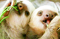 Eating sloths