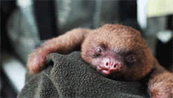 Tounge Sloth