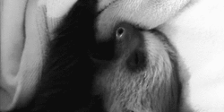 Tired Sloth 