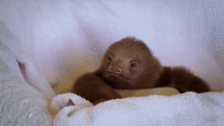 Philosopher Sloth
