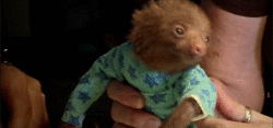 Clothes wearing sloth