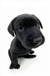 Send A Woof!