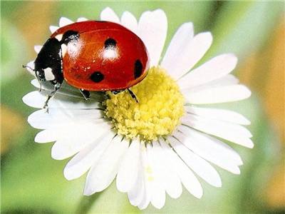 Papatya