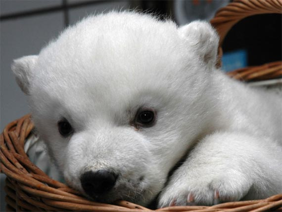 Una Dolce Notte