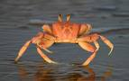 Crab Pinch!