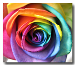 Valentines Roses!