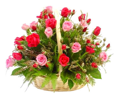 Pink Rose