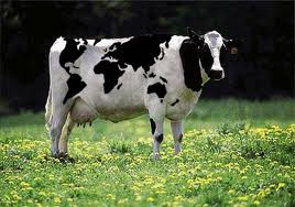 Cow