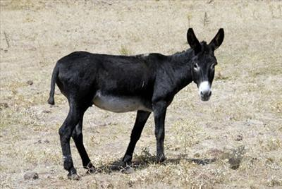 Welatparêz An Welatfiroş ?