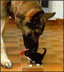 Animal-Lovers