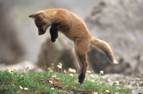 Fox