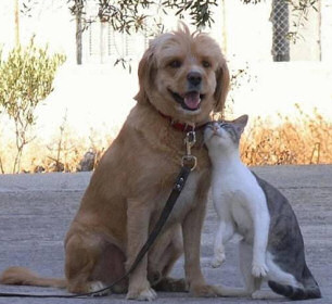 Buddies