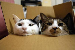 Cats