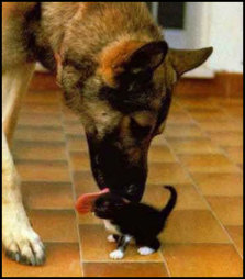 Cat+dog