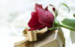 red rose 