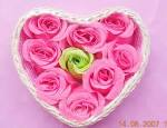 rose