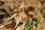 Send A Tarantula