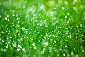 Morning Dew
