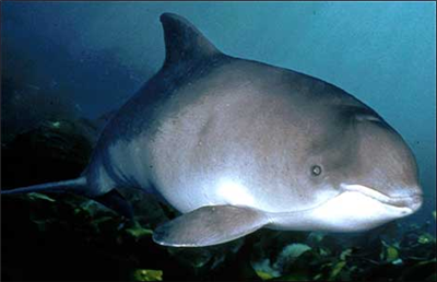 Porpoise