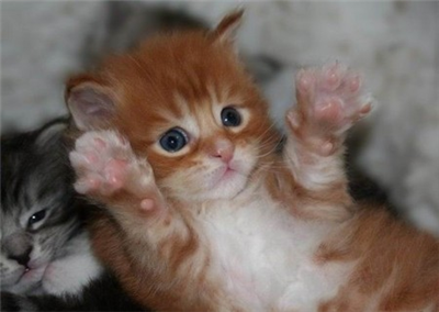 Paws!