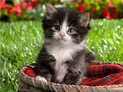 cute kitten