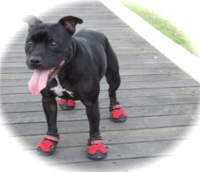 dog with shoes