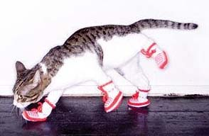cat with shoes