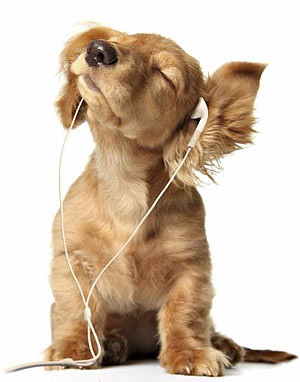 dog listening to music