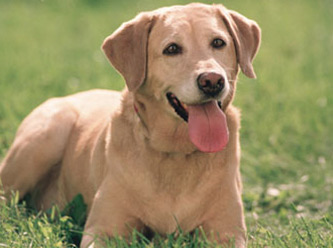 Hangi Köpek Olabilirsin?