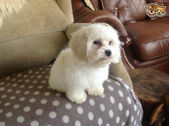 Hangi Köpeksin
